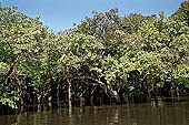 Tonle Sap - Kampong Phluk - Flooded mangrove forest